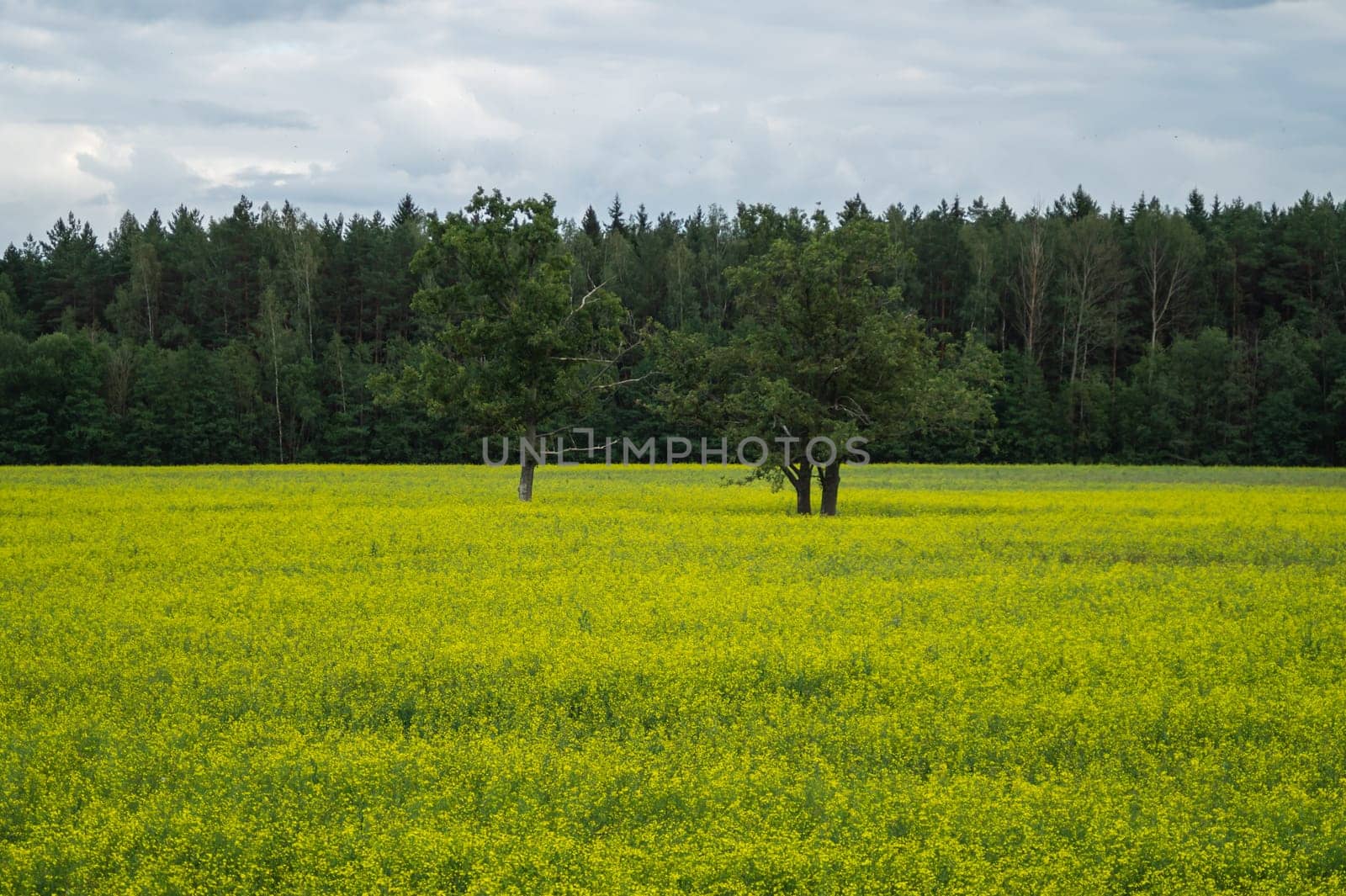 Green meadow with lonely trees and yellow plants. forest and sky