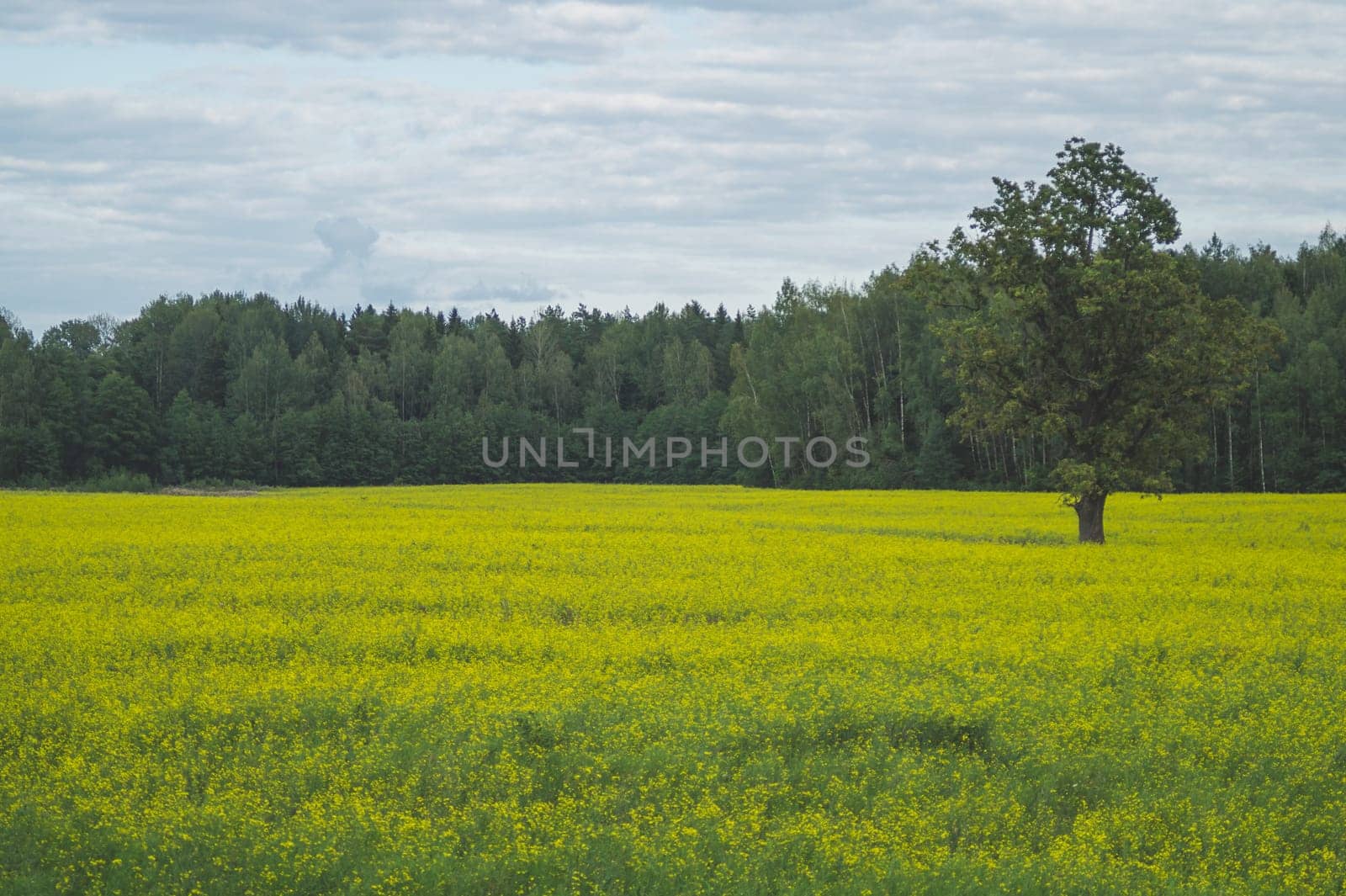 Green meadow with lonely tree and yellow plants. forest and sky