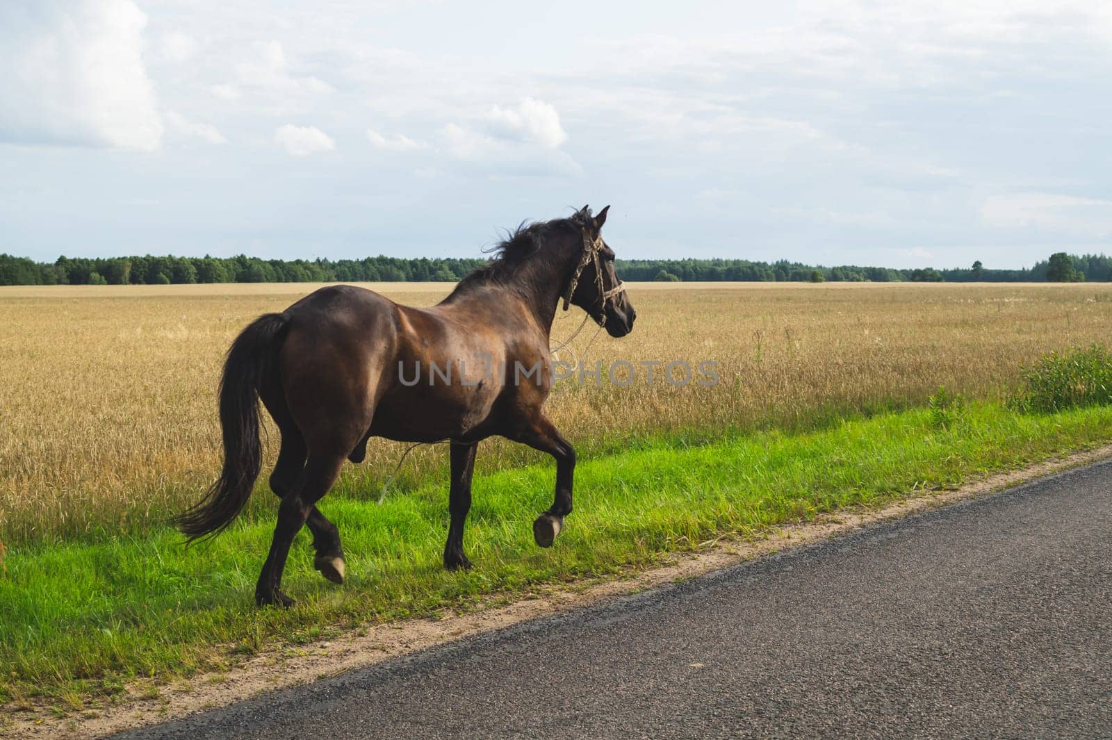 Lonely brown horse walks along the road. runaway horse in the countryside