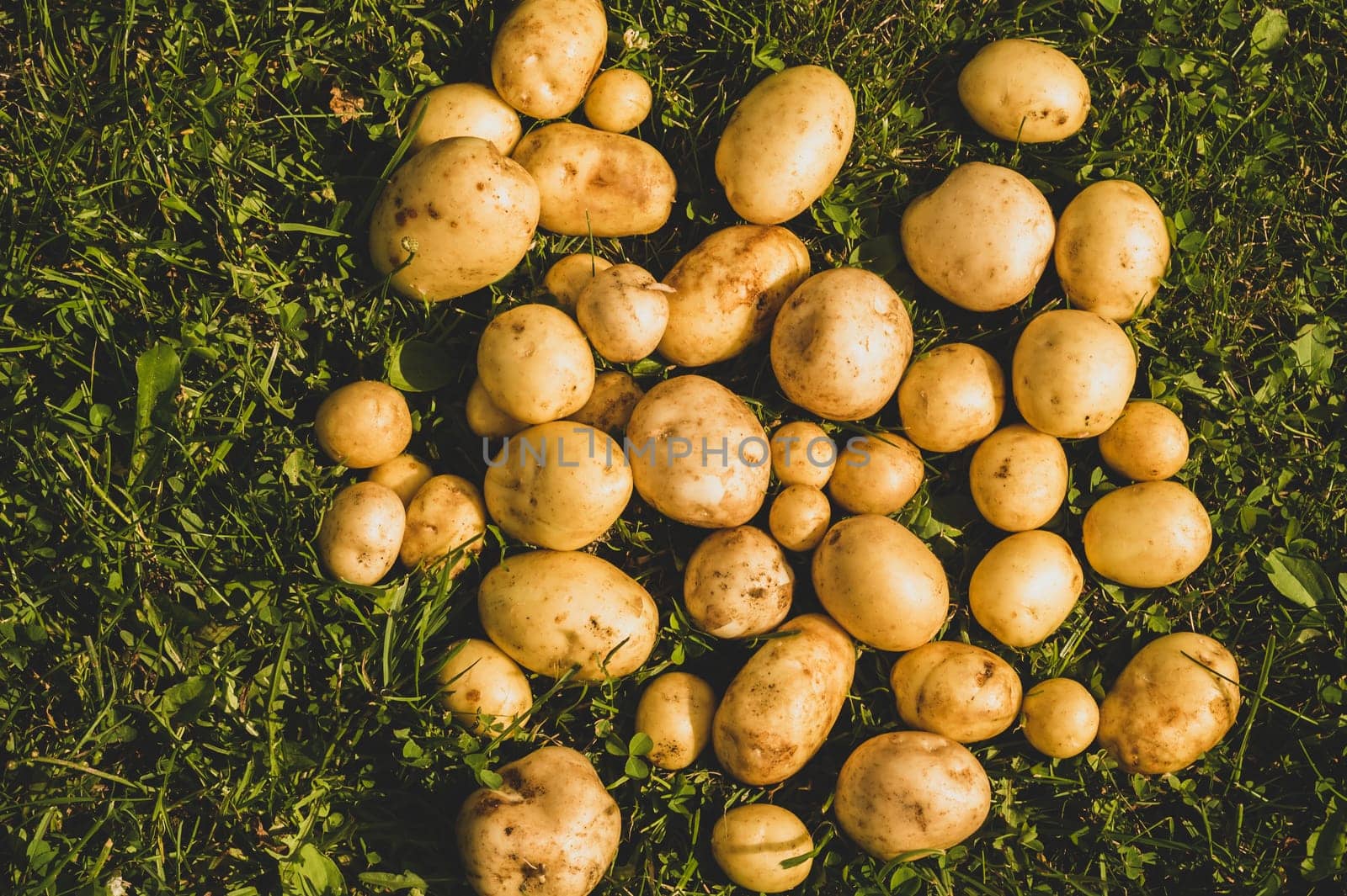 Fresh young potato lies on the grass. raw vegetables. healthy eating. vegetarian food. vegetables from the garden