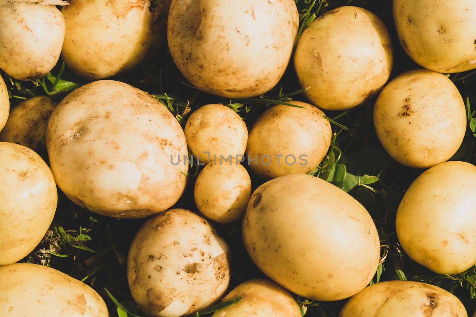 Fresh young potato lies on the grass. raw vegetables. healthy eating. vegetarian food. vegetables from the garden