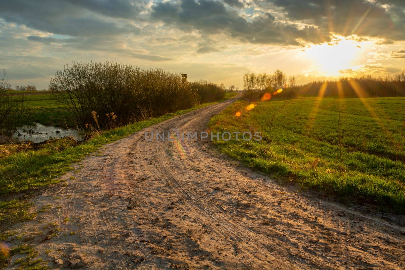 Rural road among green fields and sunshine, Zarzecze, Lubelskie, Poland
