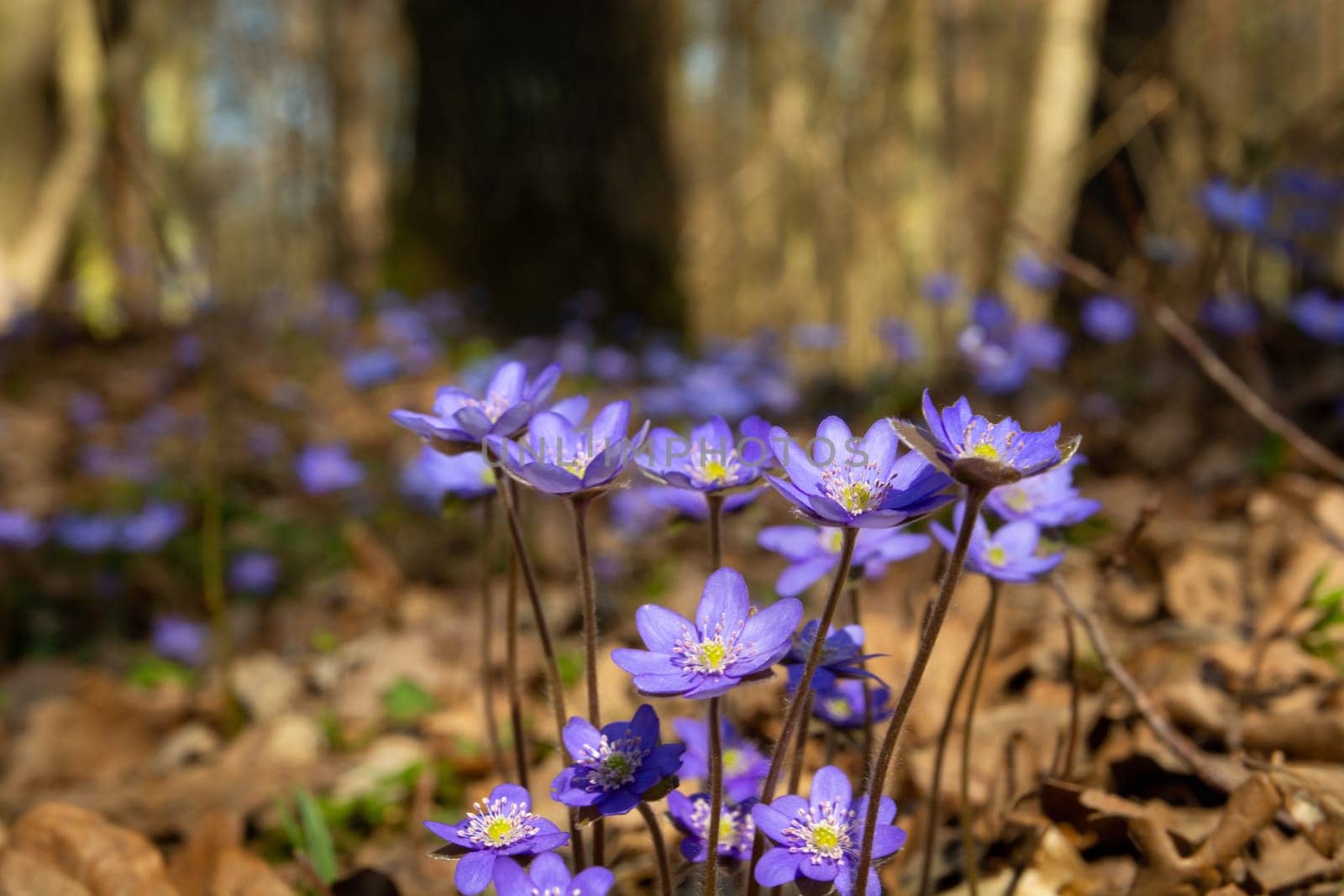 Violet common hepatica flowers growing in the spring forest, Okszow, Lubelskie, Poland