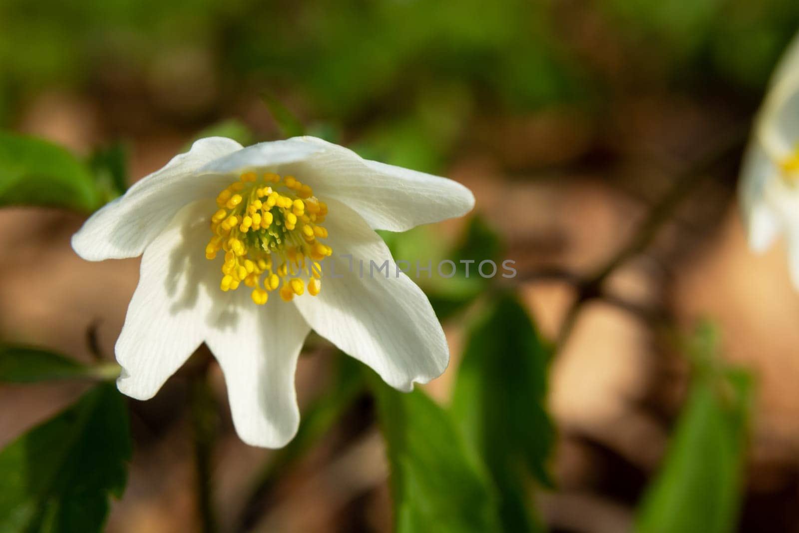 Close-up white Wood Anemone flower, spring day, Lubelskie, Poland