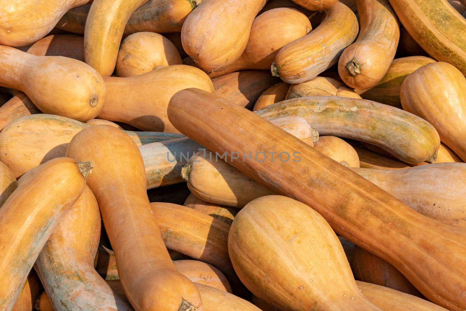 A large collection of Lungo di Napoli (Cucurbita) pumpkins at the market on a sunny autumn day. Beautiful background for a natural health and nutrition concept.