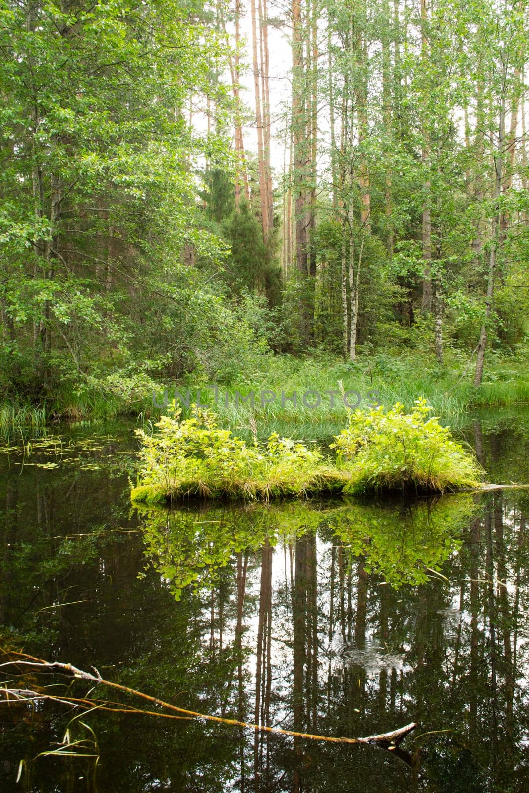 A landscape with green trees and brightness in the river in forest. Vertical image