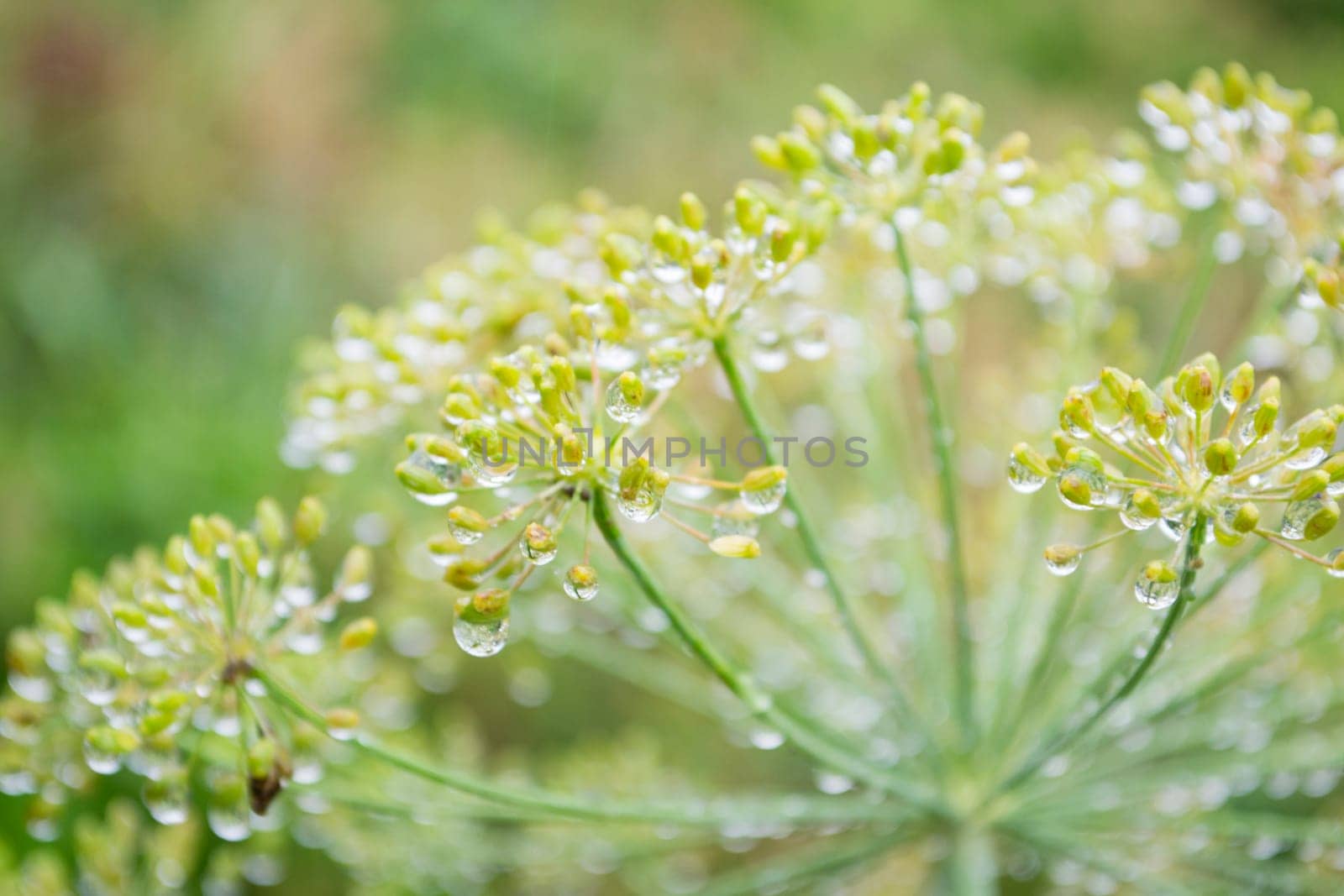 dill umbrellas growing after rain in drops close up
