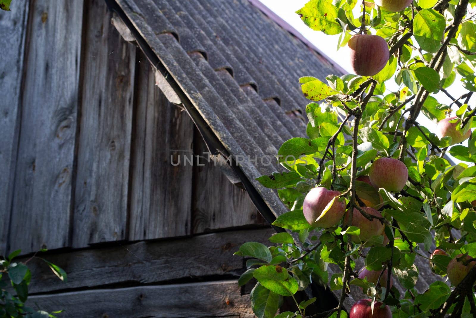 Ripe red apples on an apple tree in front of a wooden wall in village in Belarus