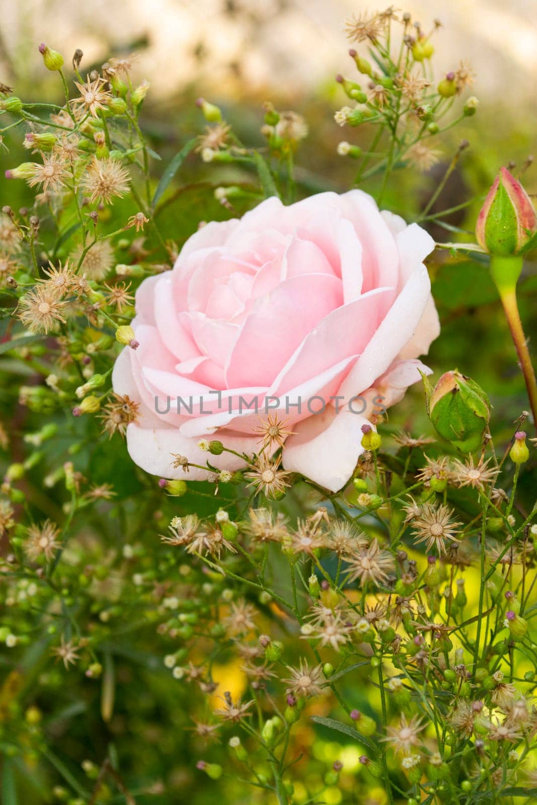 Flower background with garden of beautiful pink rose. Vertical image