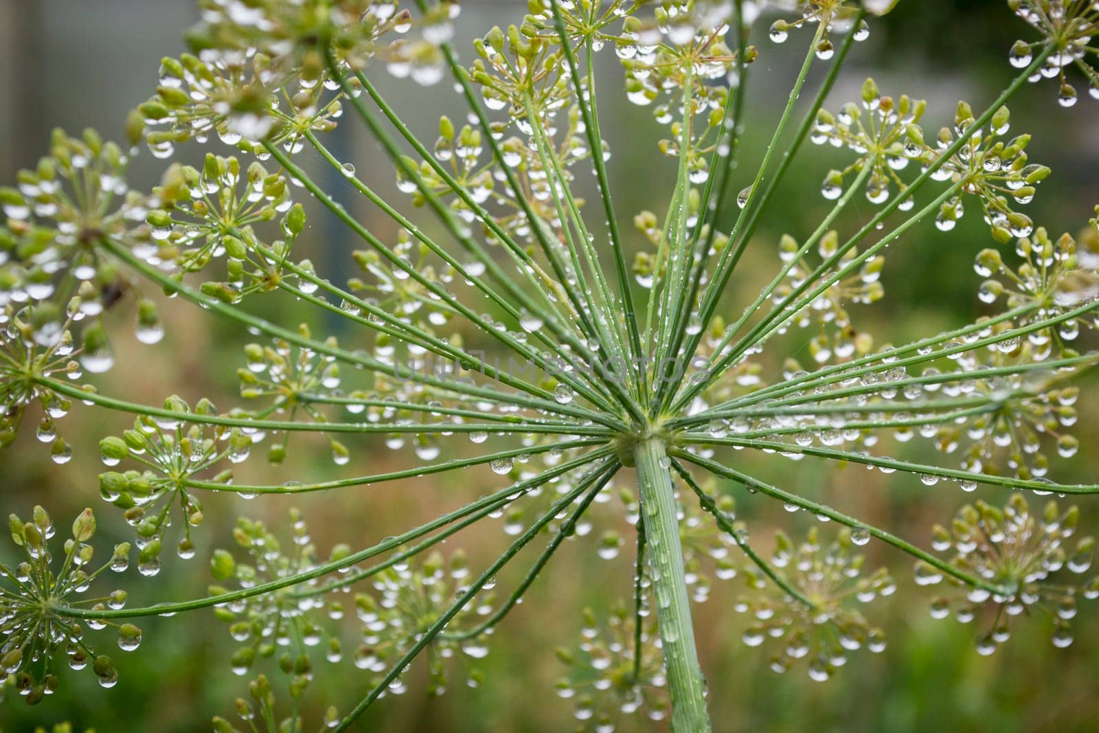 dill umbrella in the summer garden. close up of a dill umbrella with dew drops