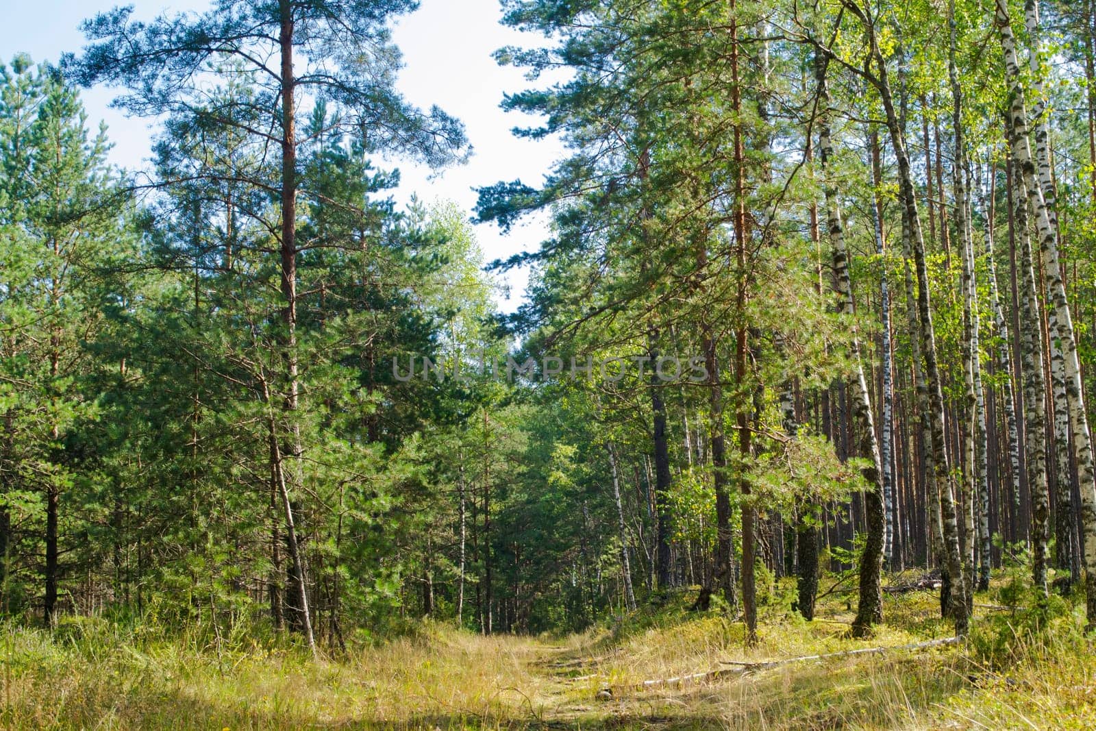 Beautiful summer trees landscape with a view of the pine forest. Forest road in Belarus