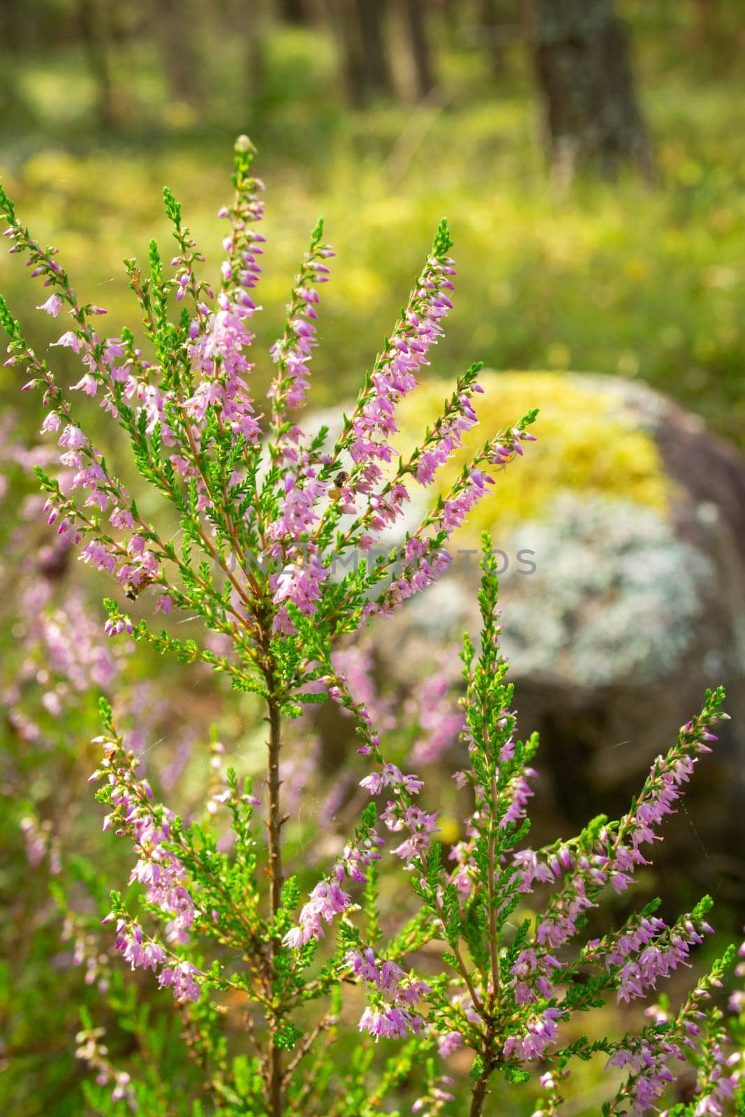 Detail of a flowering heather plant in dutch landscape. Vertical image