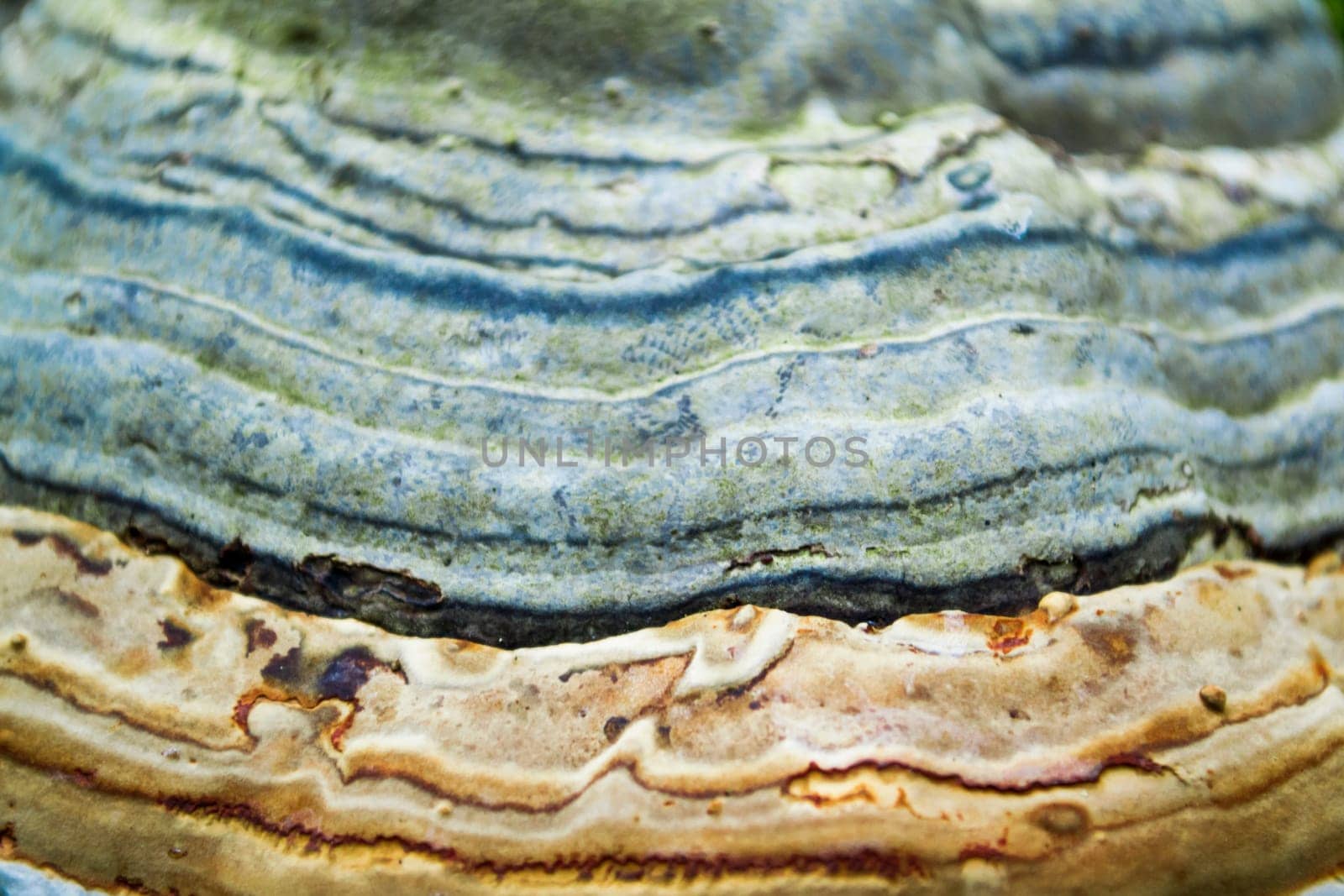 Close up pattern of a big mushroom with an interesting bright pattern.