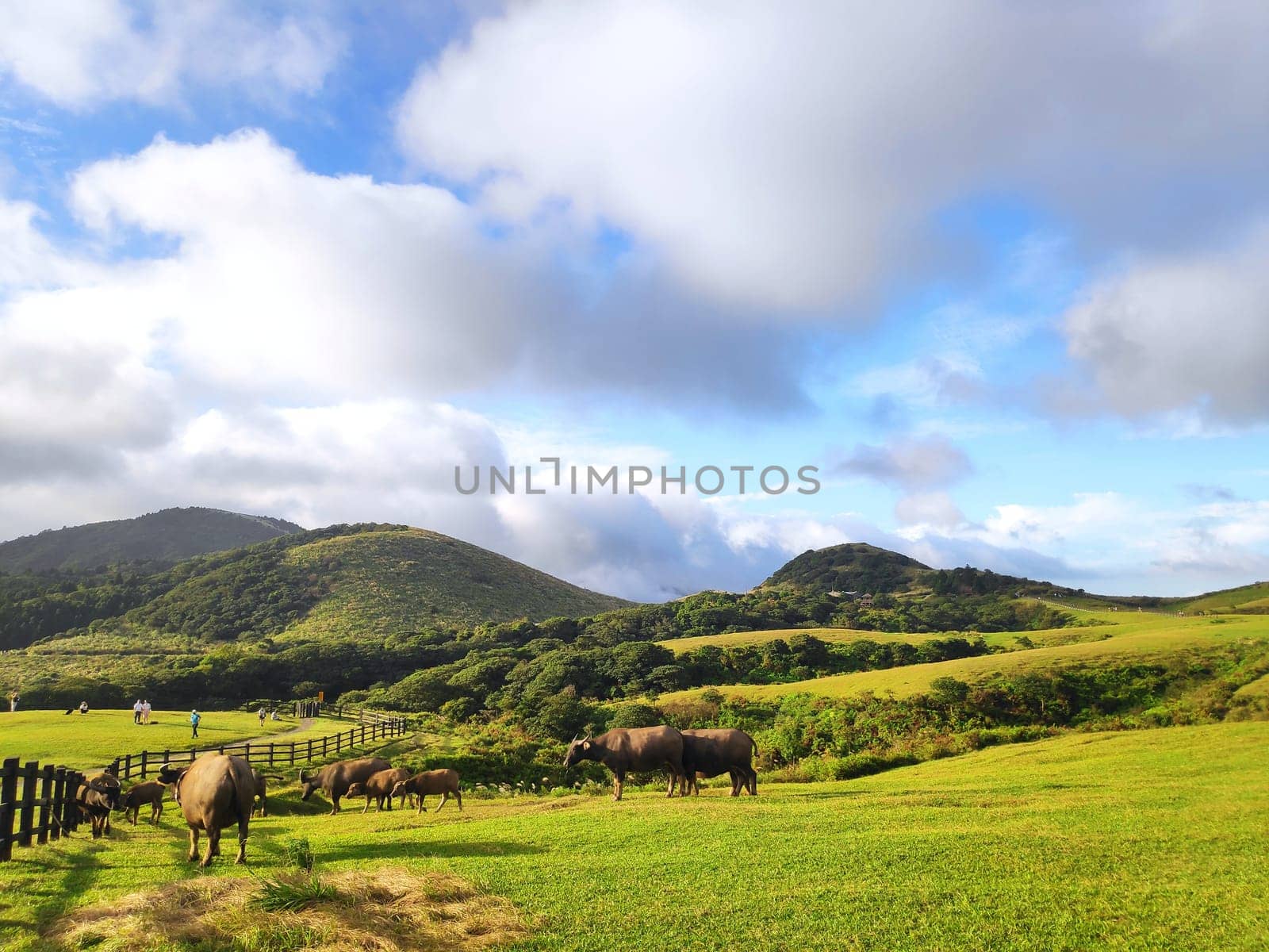 Qingtiangang, Taiwan-Oct 15, 2021: The natural source of alpine grasses is at Shangshan in Taipei City, Taipei City, Taiwan