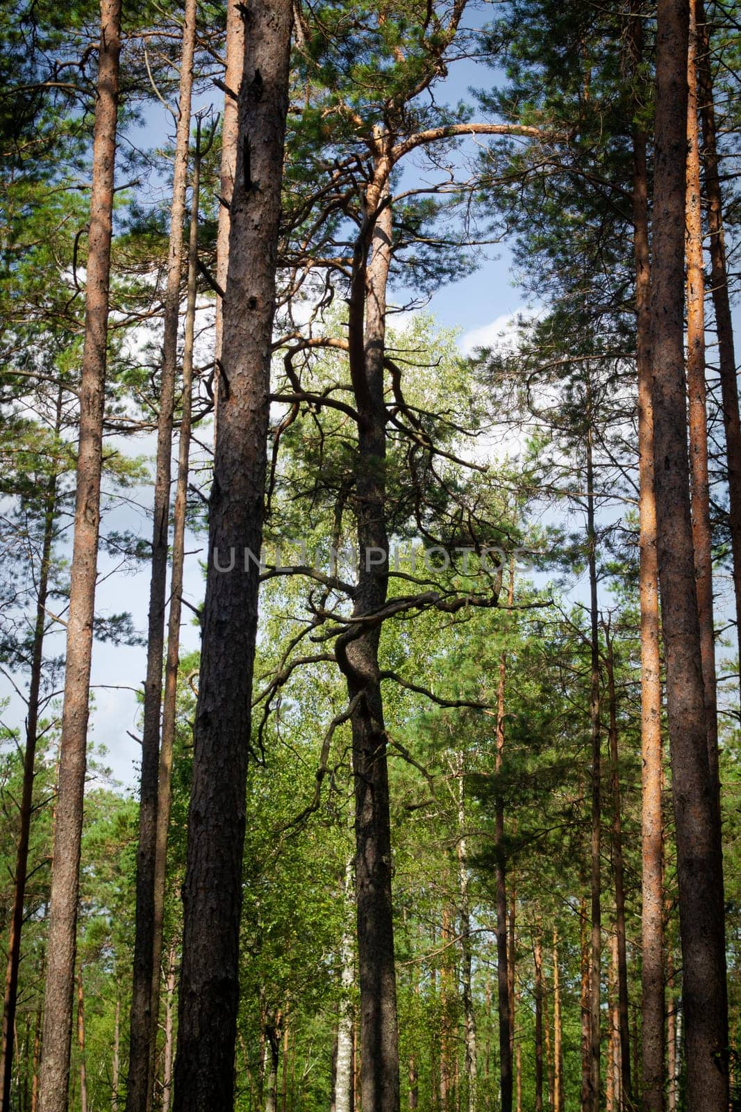 Forest trees with sunlight pouring through. Dry tree in pine forest. Vertical image