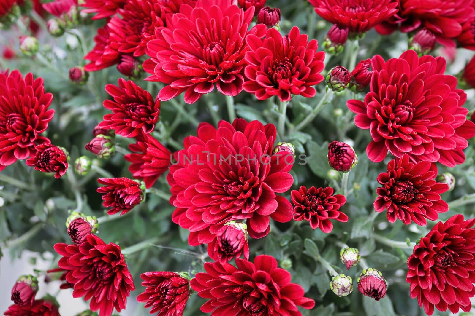 Background of various red garden mums growing.