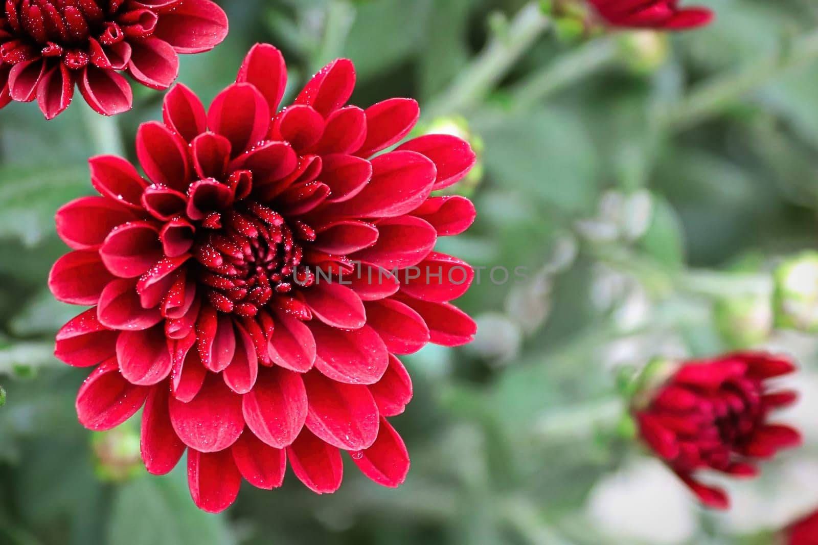 Macro of a red garden mum with a blurred background.