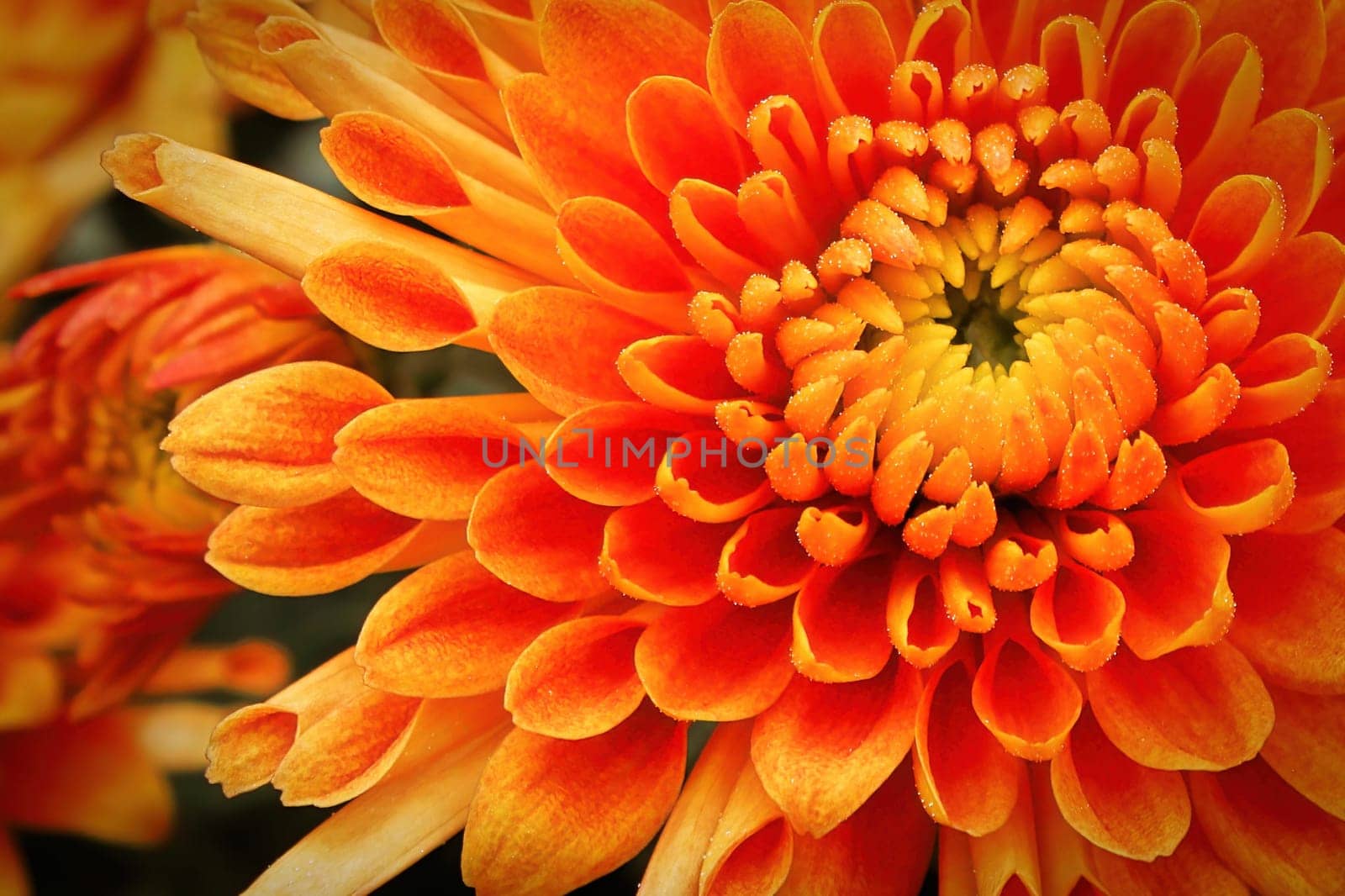 Macro of the center of a yellow and orange garden mum.
