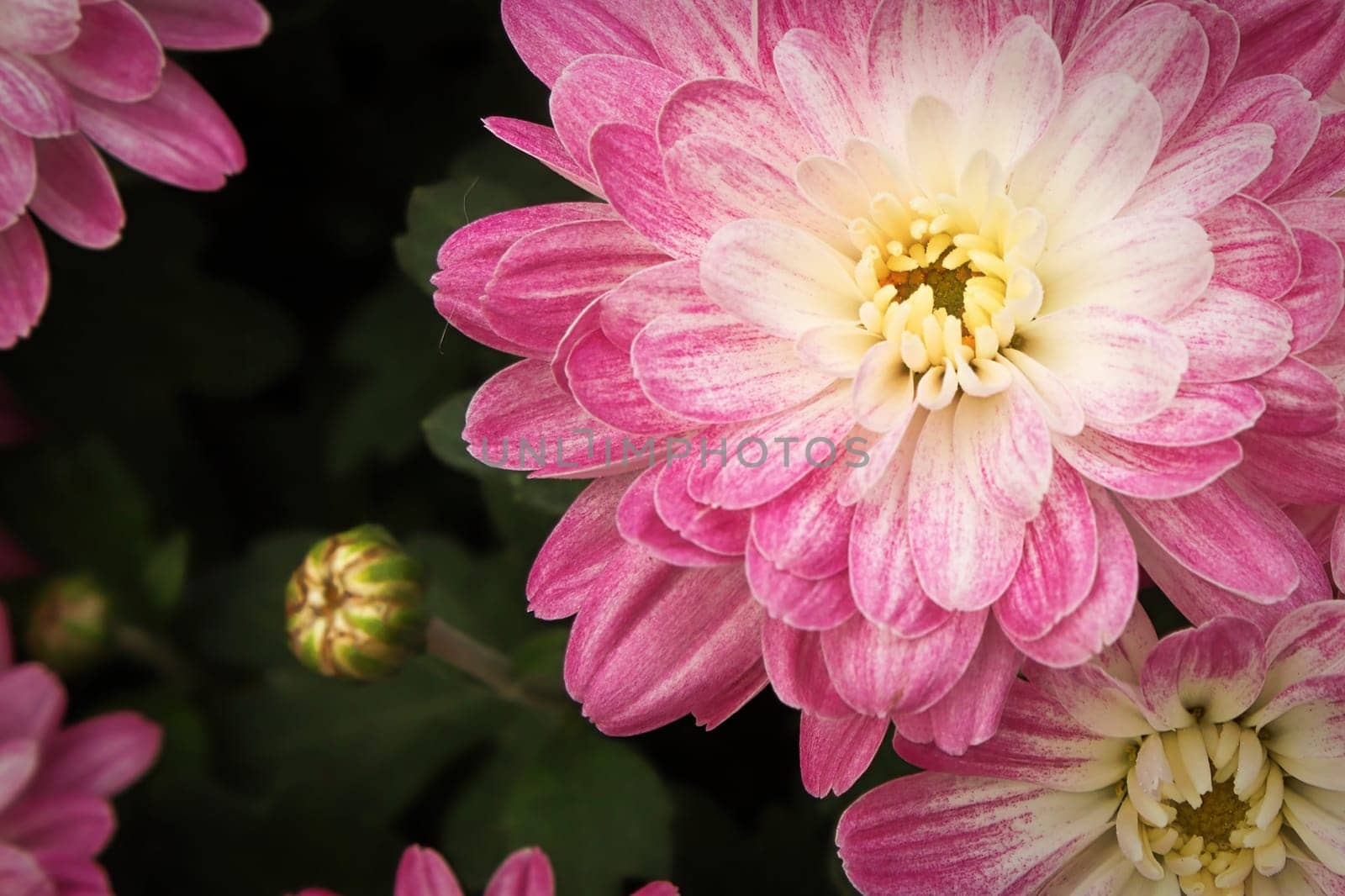 A background of a pink and white mum with yellow center.