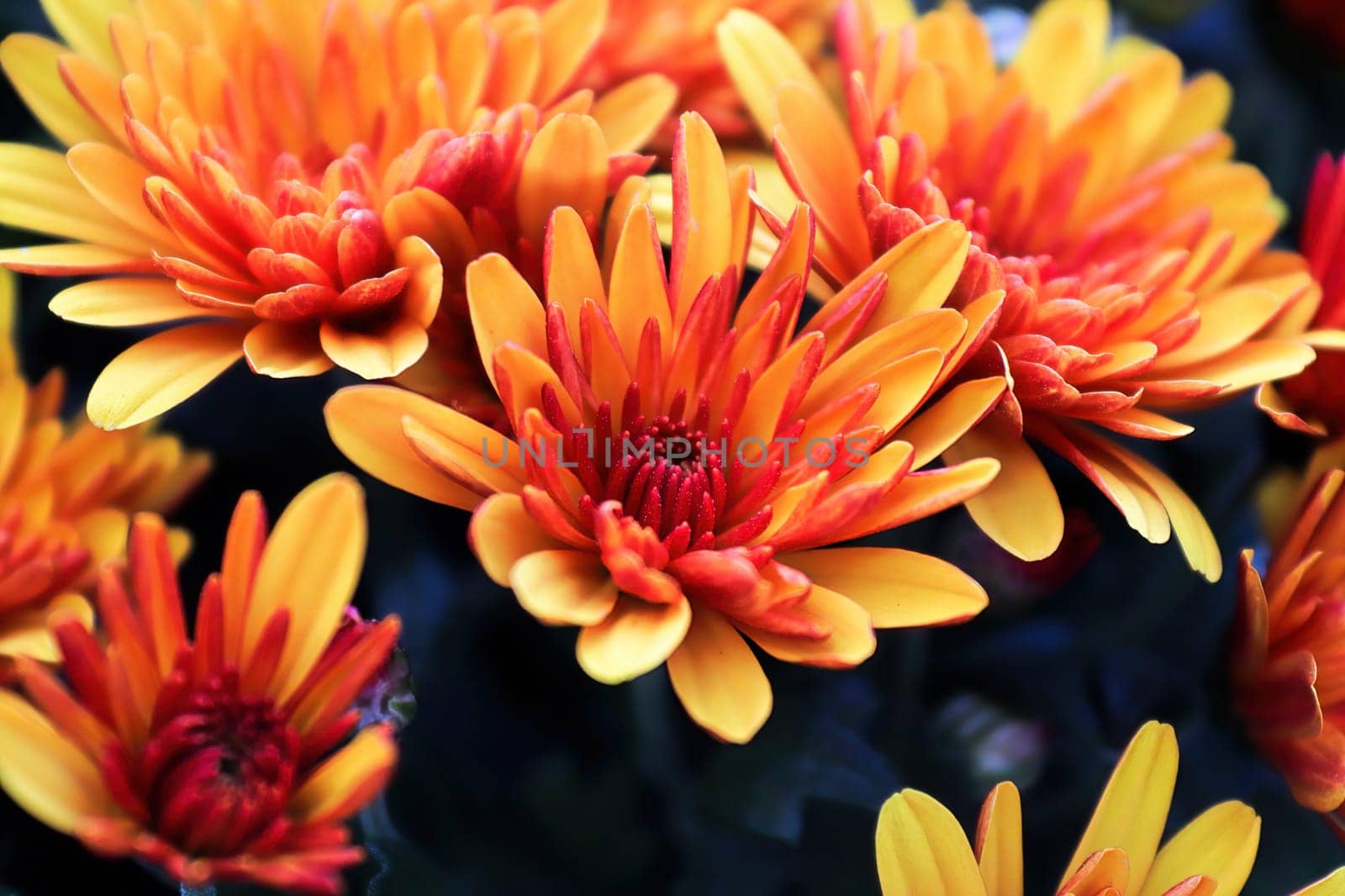 Closeup of yellow and orange garden mums with blue backgrounds.