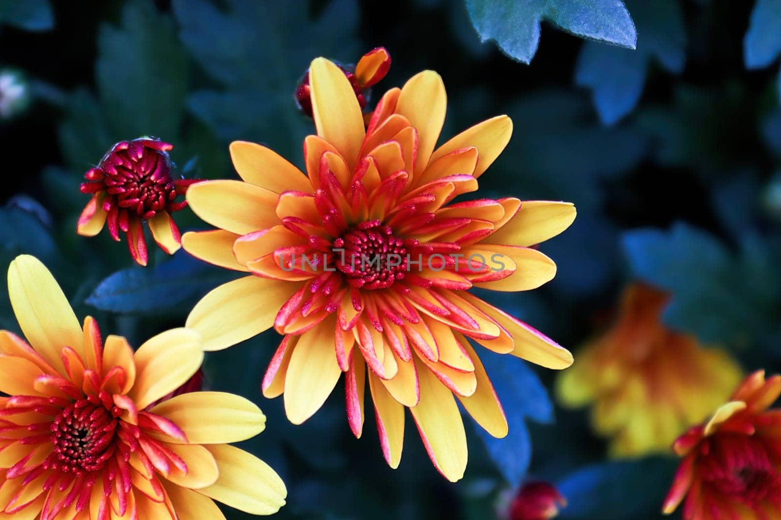 Closeup of yellow and orange garden mums with blue backgrounds.