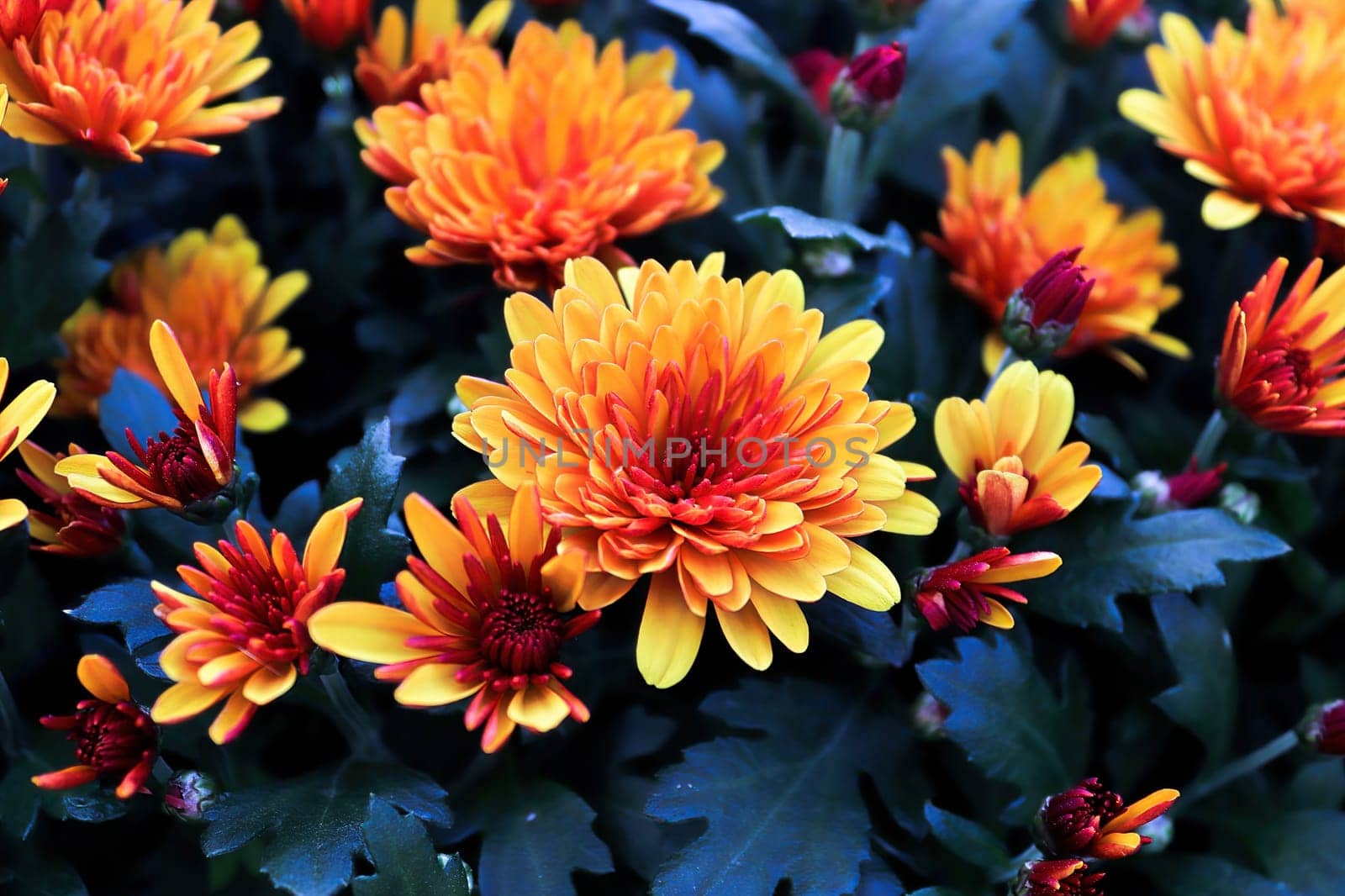 Closeup of yellow and orange garden mums with blue backgrounds.