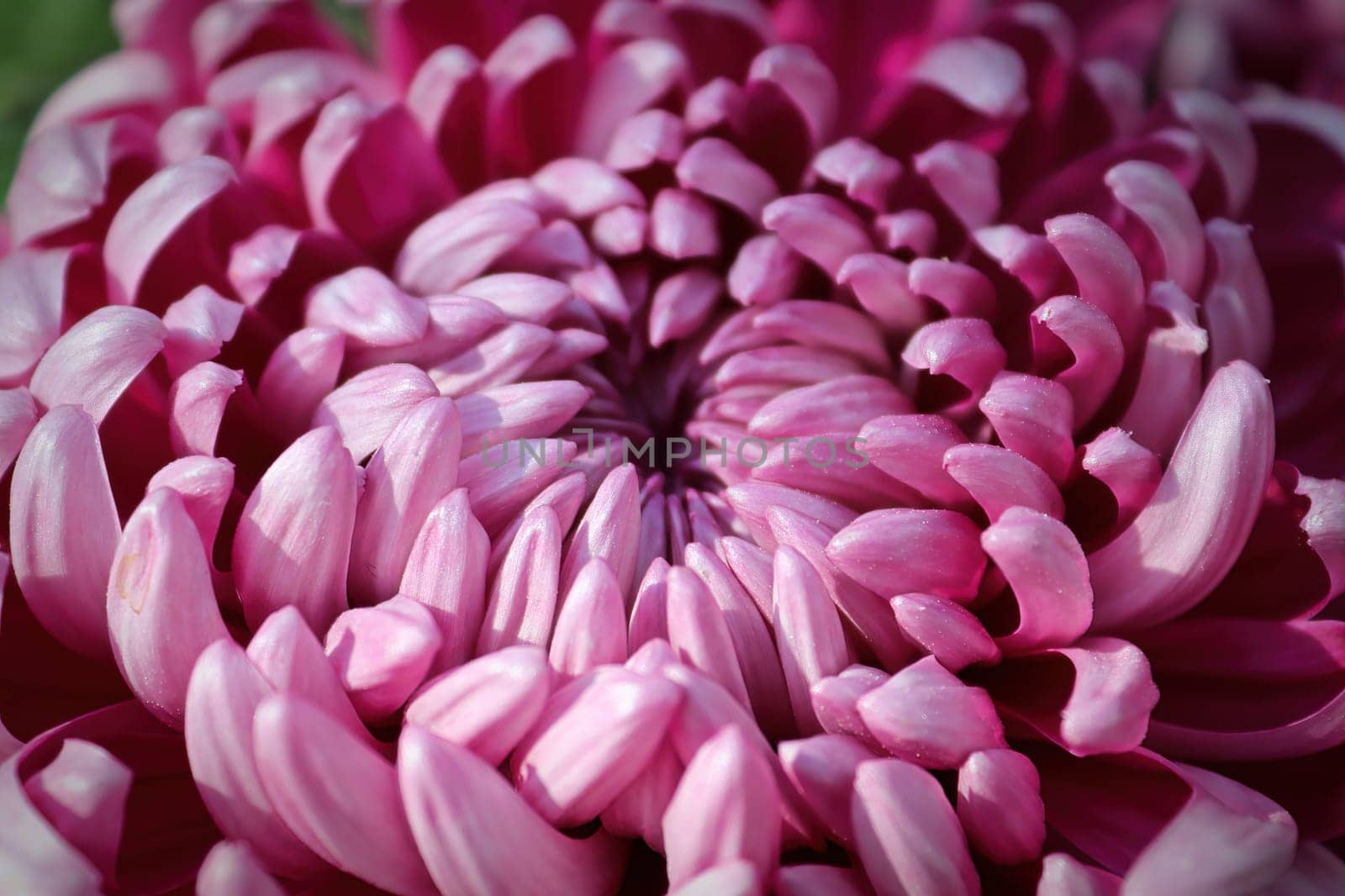 Macro of pink spider disbud garden mums.