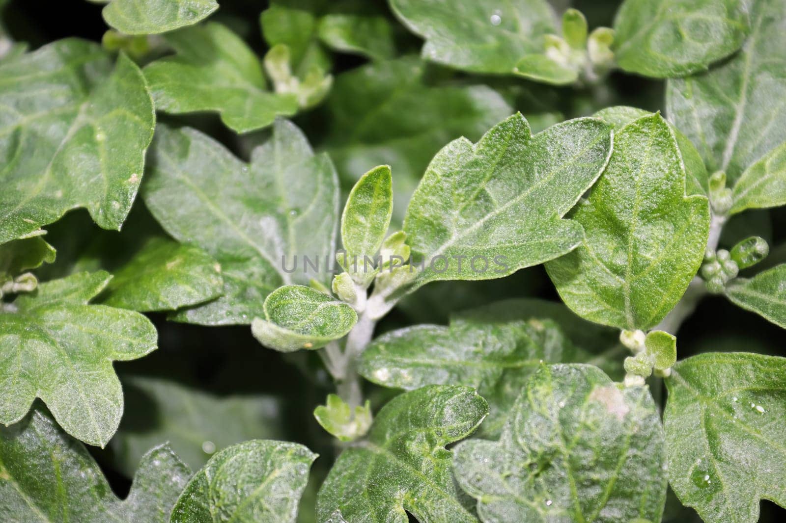 View of budding garden mums between leaves.