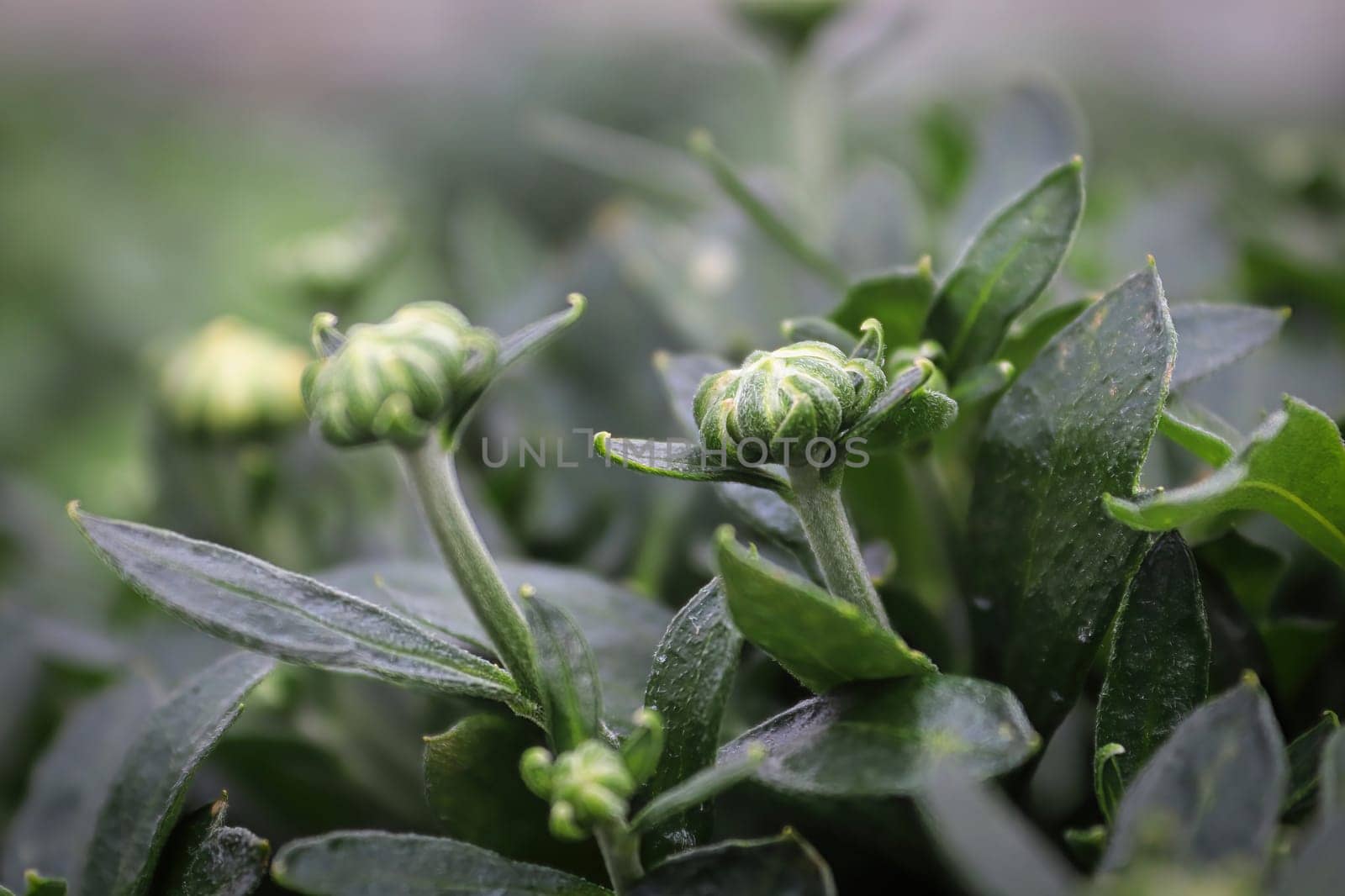 View of budding garden mums between leaves.