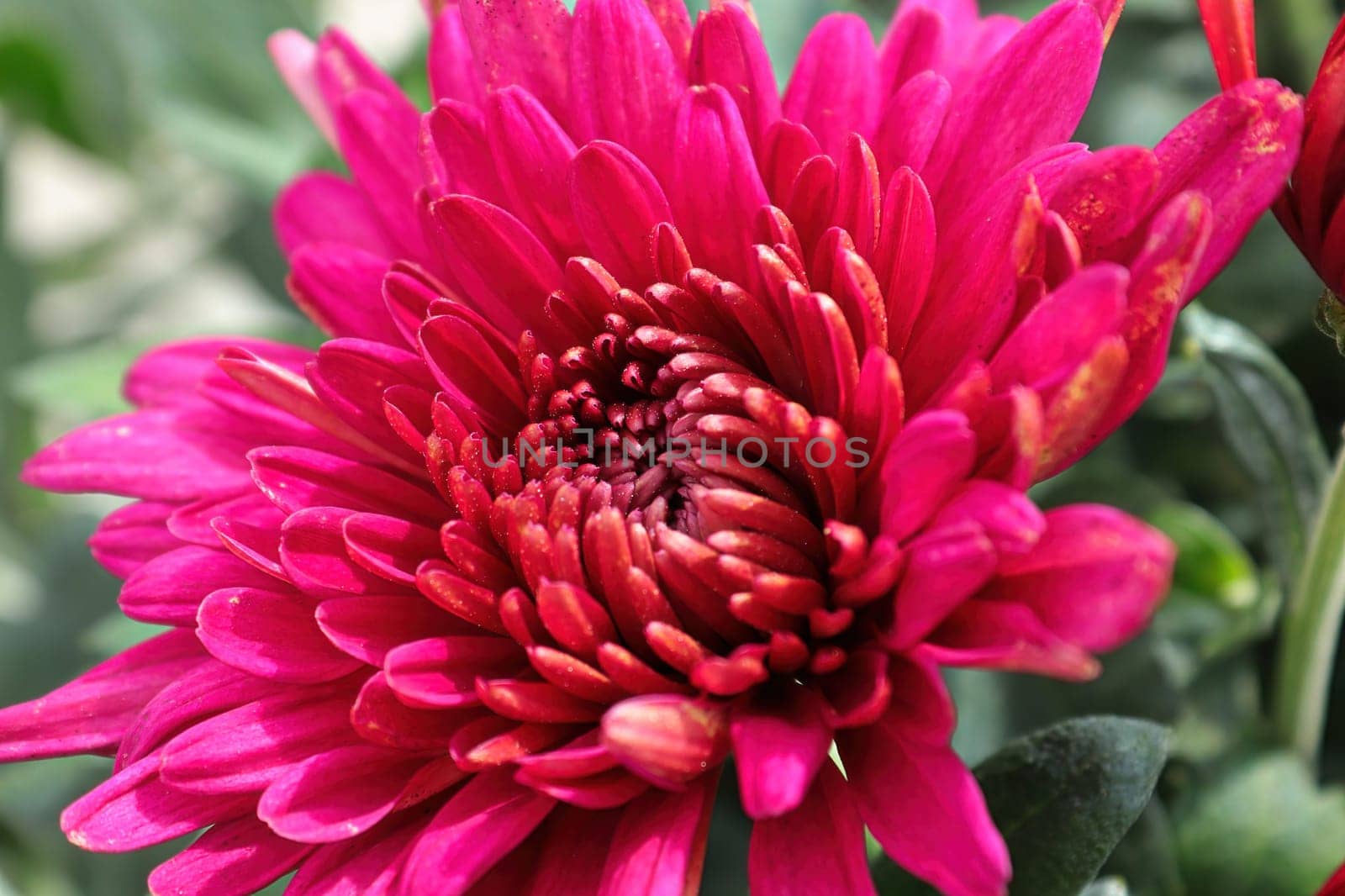 Closeup of various pink garden mums in flower.
