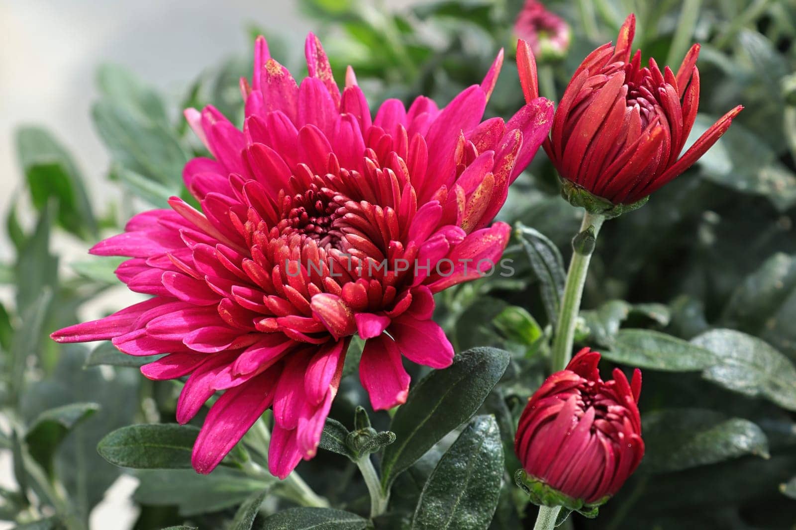 Closeup of various pink garden mums in flower.