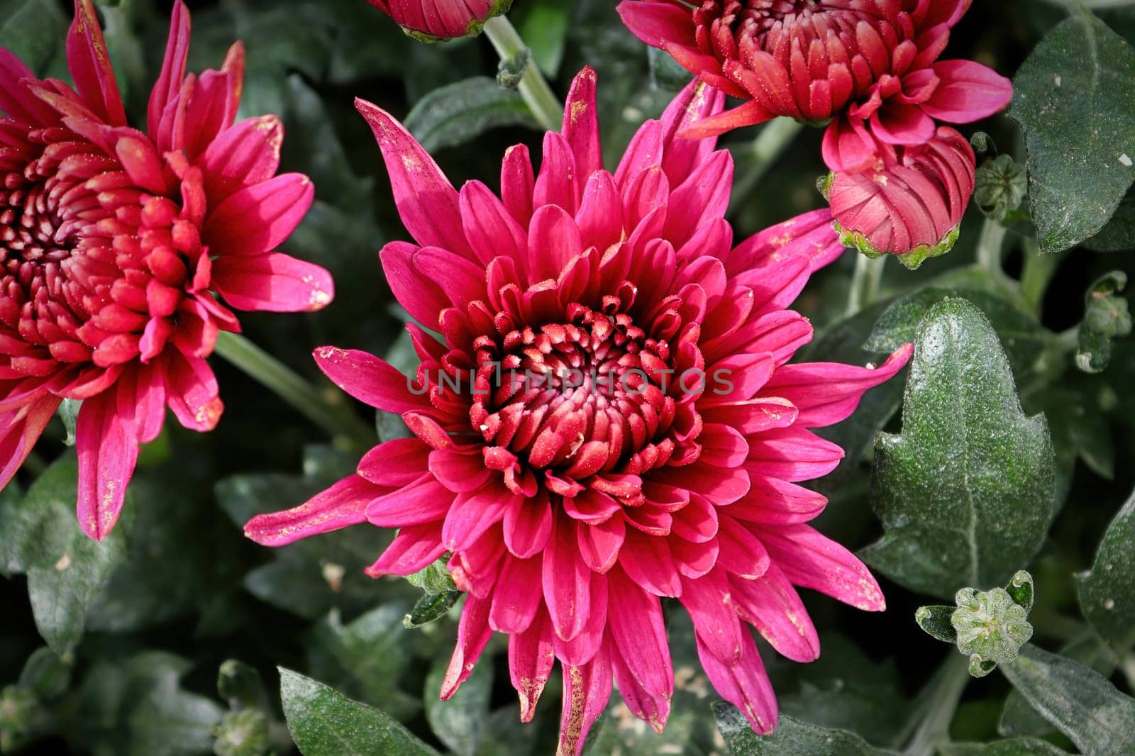 Closeup of various pink garden mums in flower.