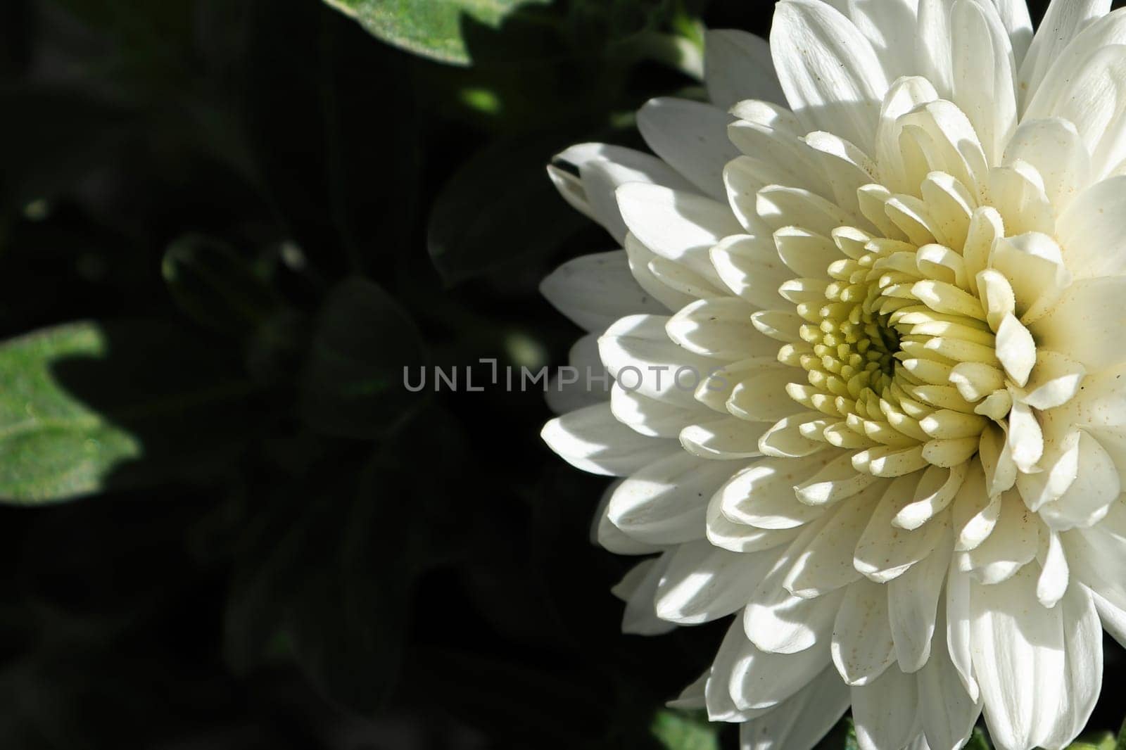 Macro of a side view of a white garden mum.