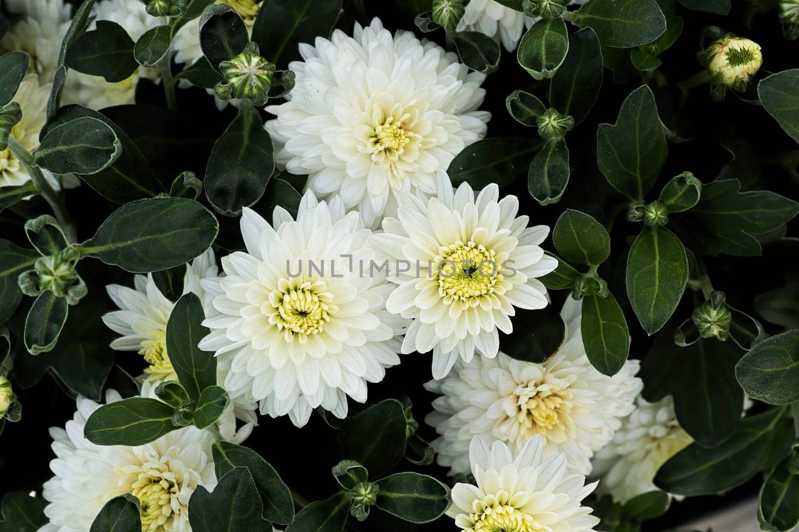 Closeup of various white garden mums in bloom.