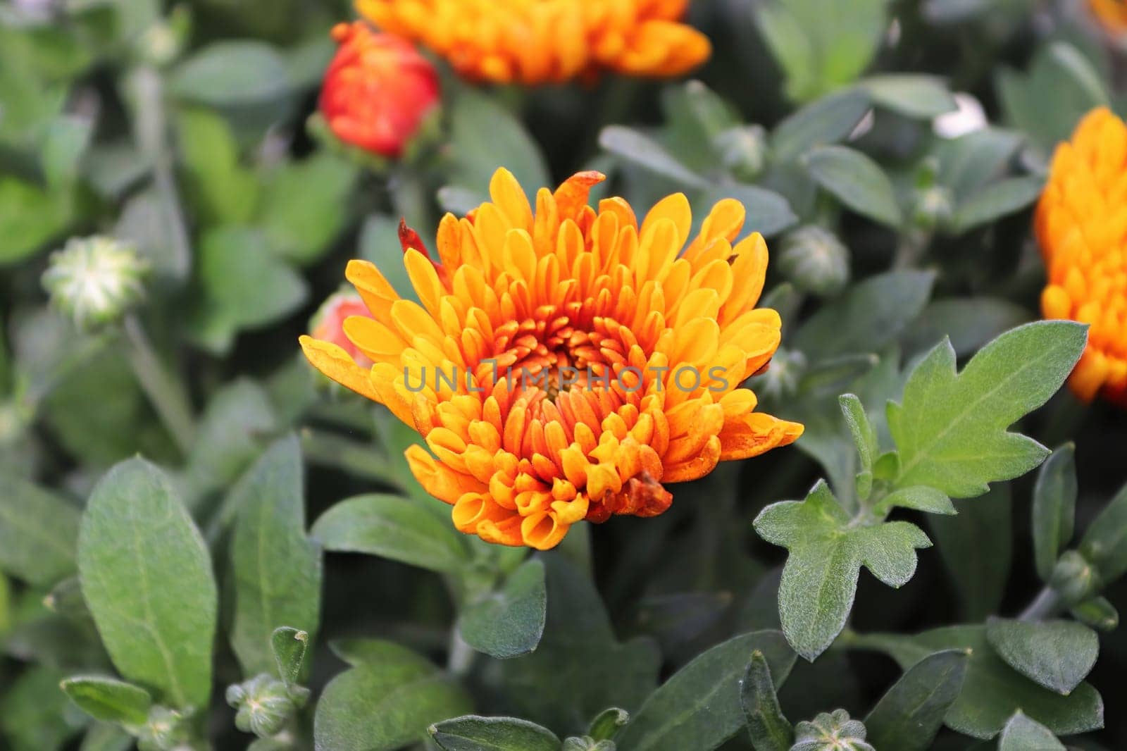 Top view of an orange and yellow garden mum blossoms.