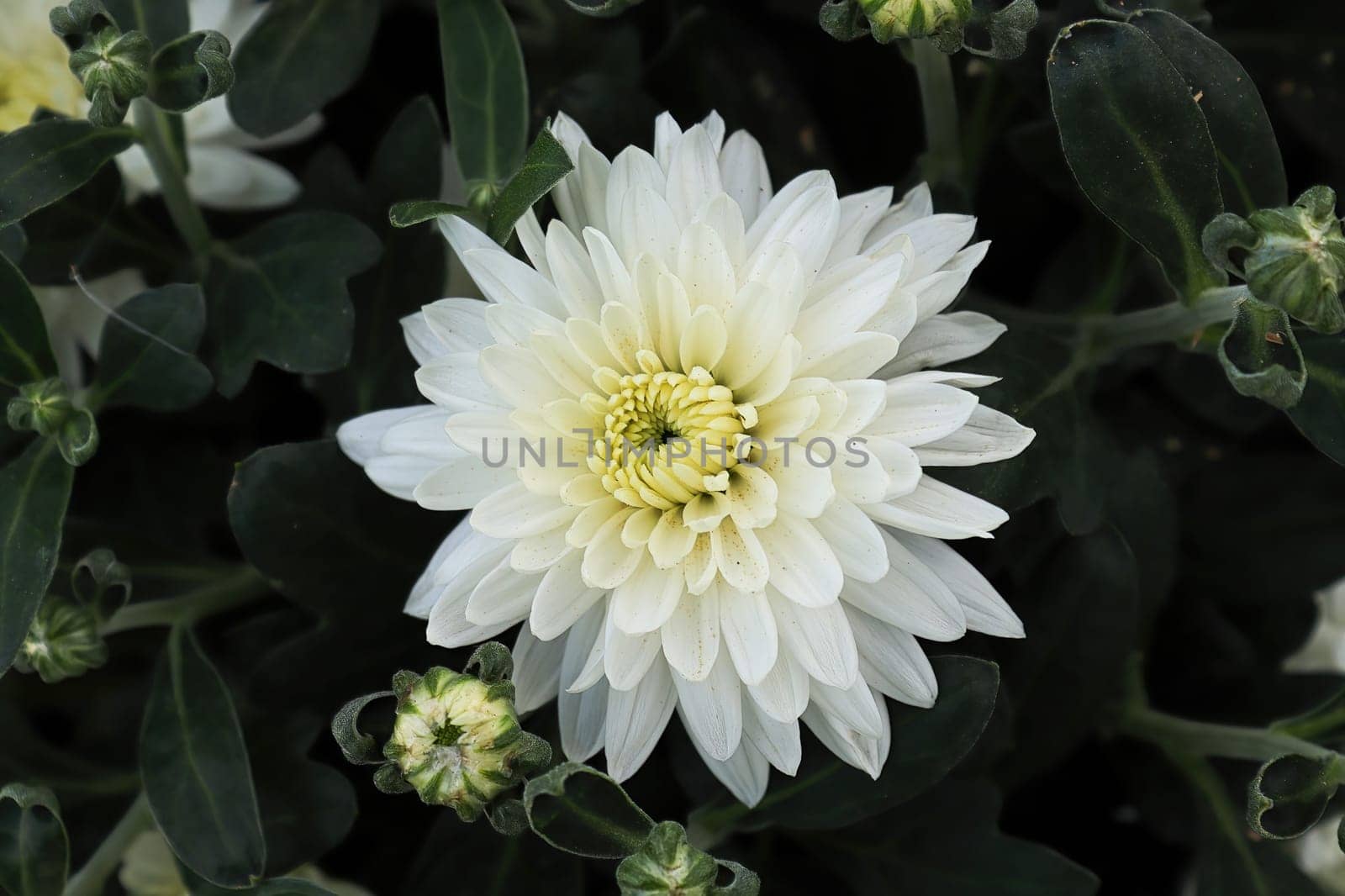 Closeup of various white garden mums in bloom.