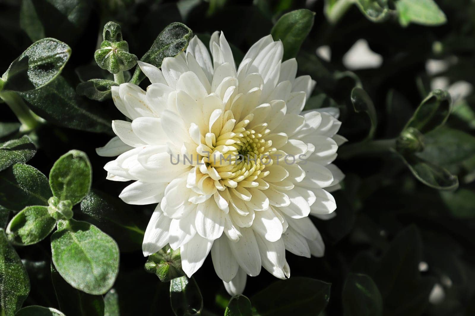 Macro side view of a white garden mum.