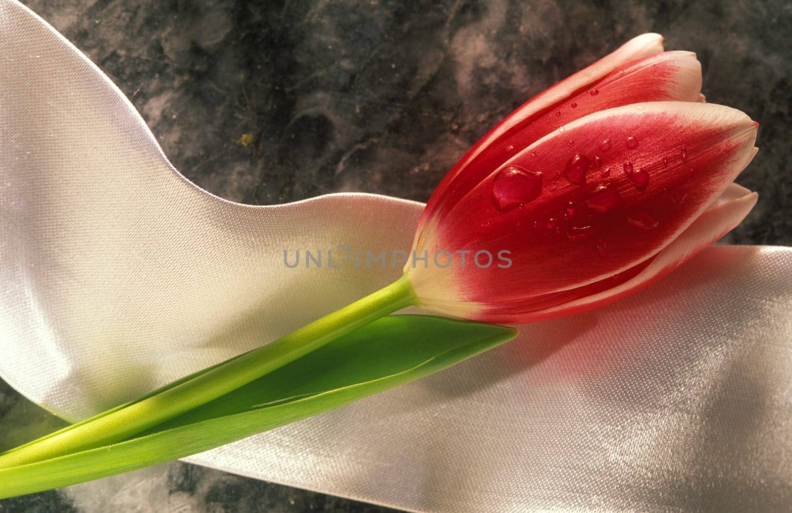 red tulip on white ribbon.