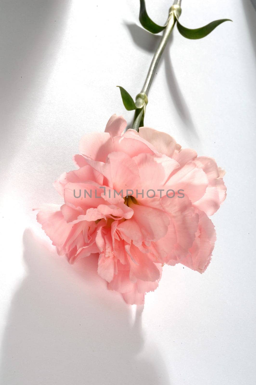 flower arrangements, clove