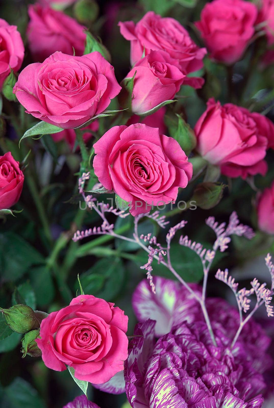 flower photos, compositions.