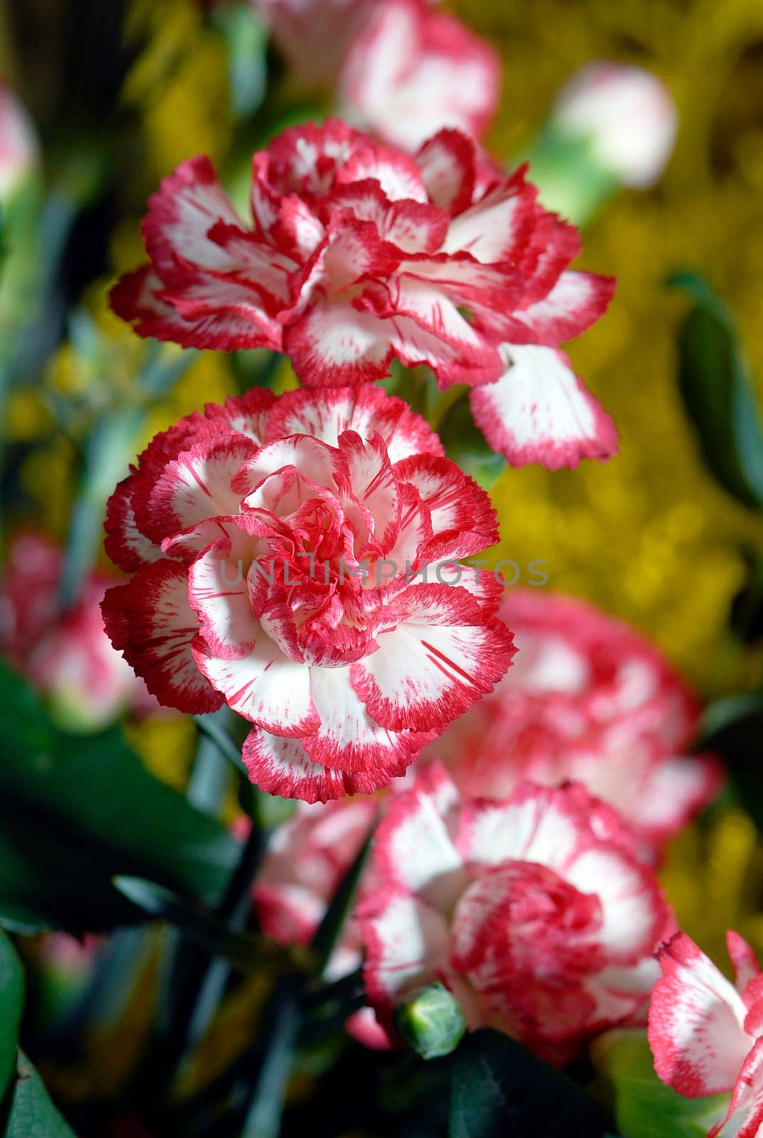 flower photos, compositions.