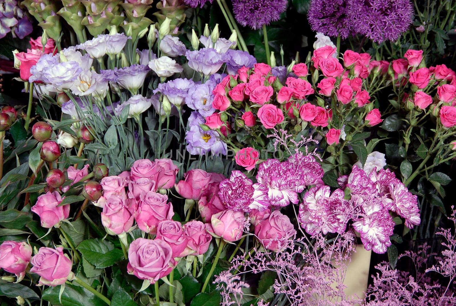 flower photos, compositions.