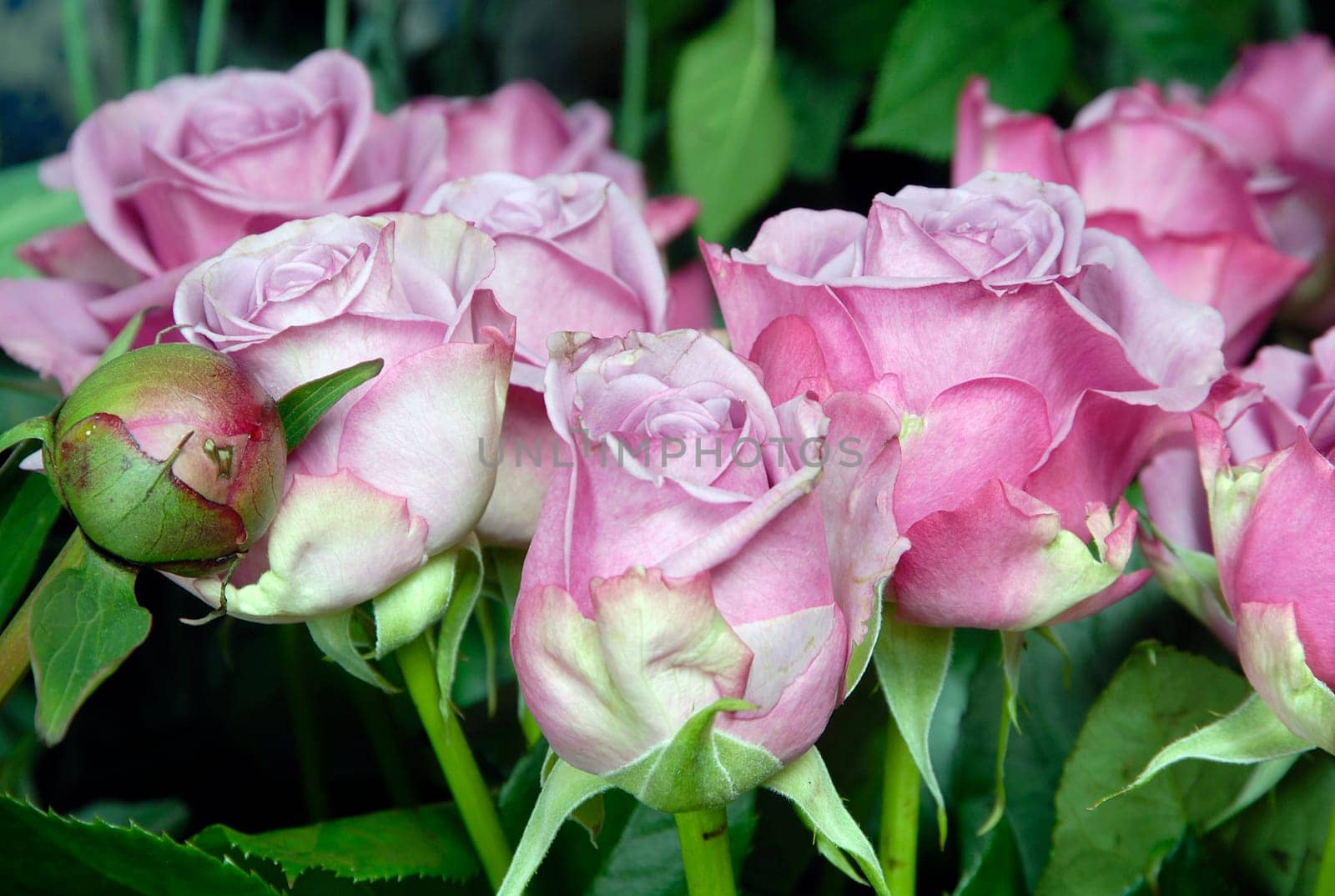 flower photos, compositions.