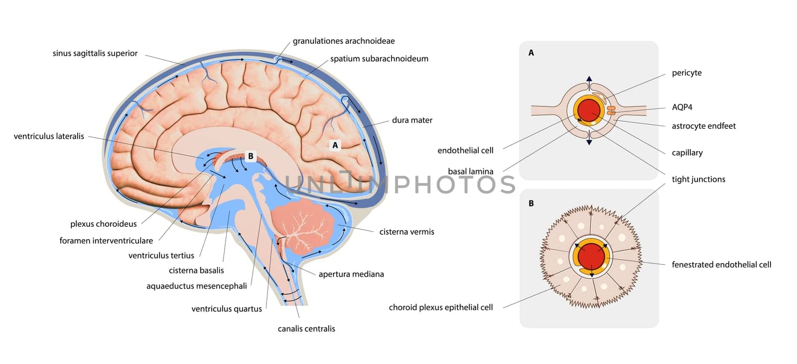 Diagram Illustrating Cerebrospinal Fluid CSF in the Brain Central Nervous System. Brain structure,2d graphic, illustration
