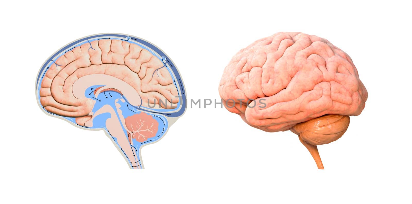 human brain cross section diagram. 3d render, illustration