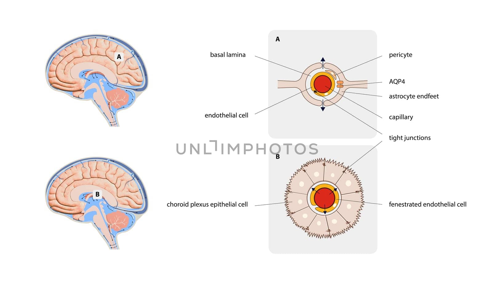 Diagram Illustrating Cerebrospinal Fluid CSF in the Brain Central Nervous System. Brain structure,2d graphic, illustration
