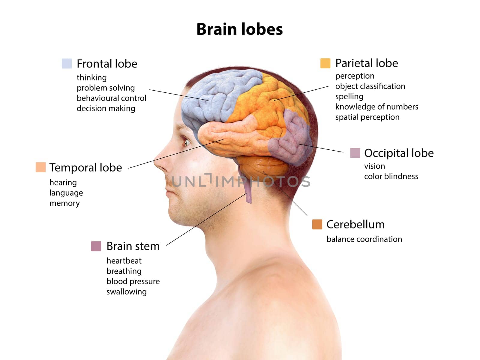 Human brain anatomy, function area, mind system, 3d render illustration