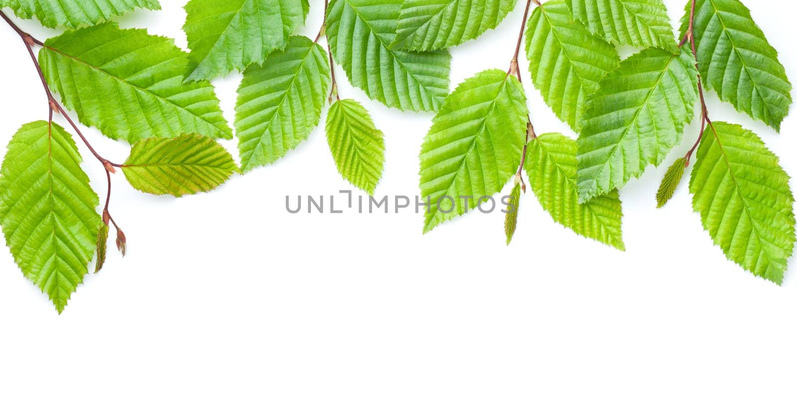 Green leaves isolated over white background. Hornbeam nature frame. View from above. Flat lay