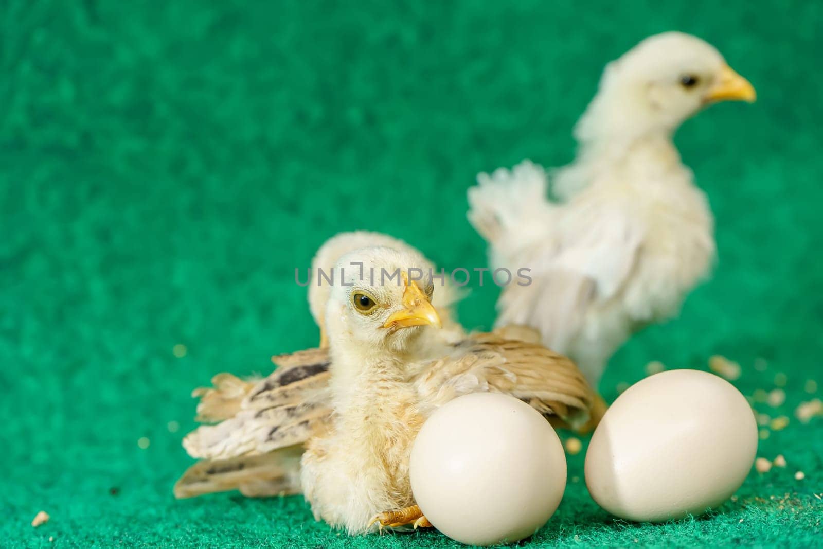The yellow serama chicks and egg on a artificial grass background.