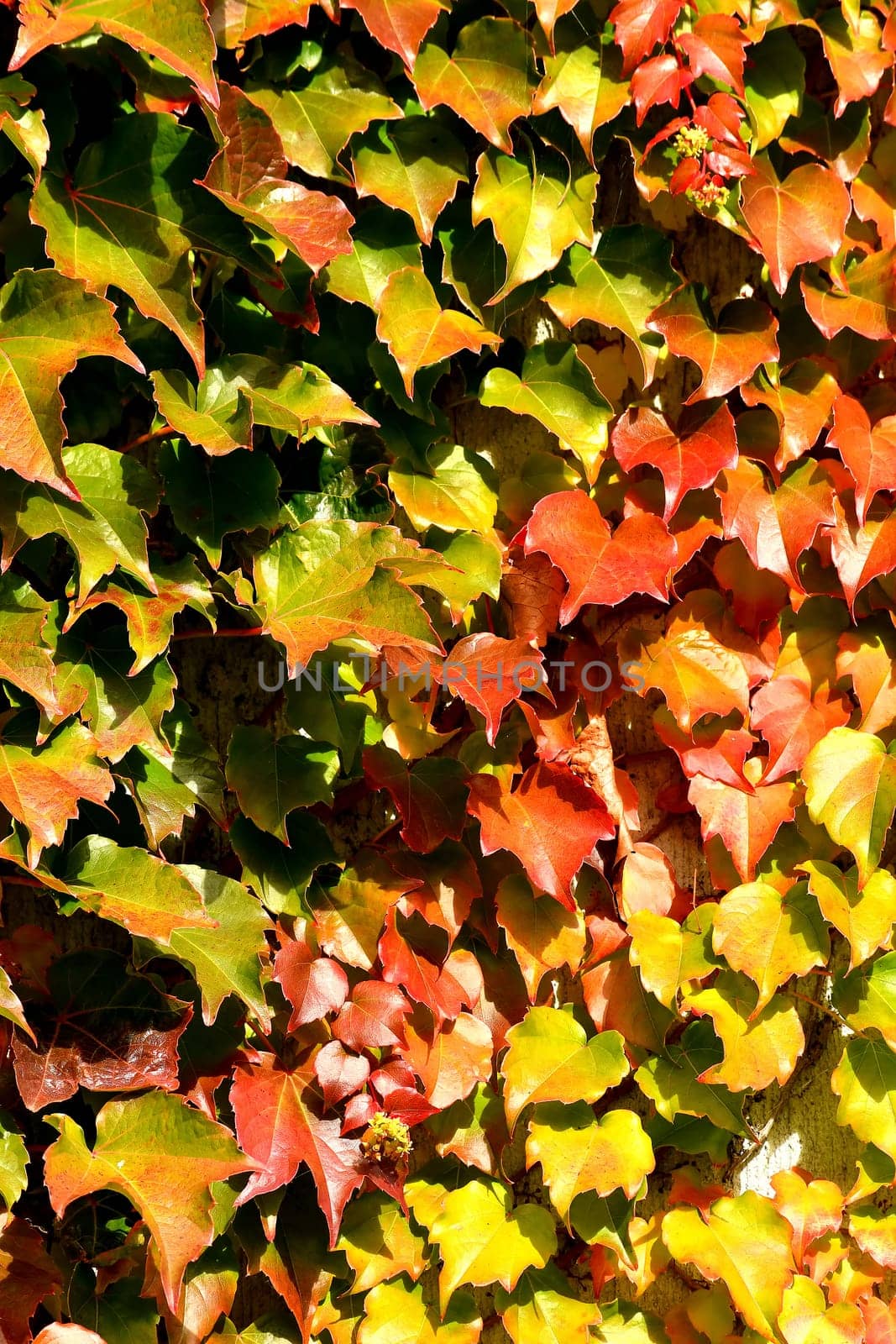wild wine leaves in autumnal colors in backlit